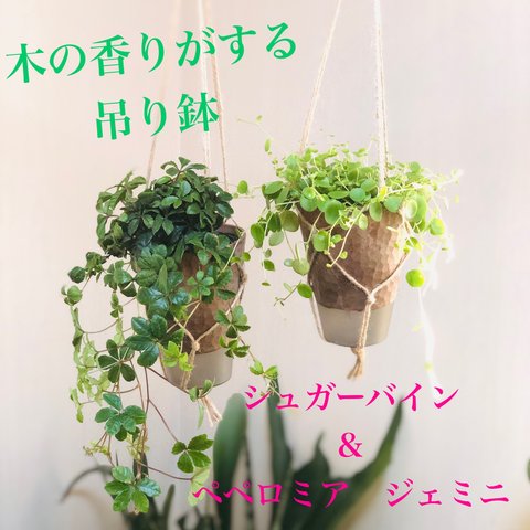 観葉植物　シュガーバイン　ペペロミアジェミニ　ハンギングプランター　2個セット　3.5号