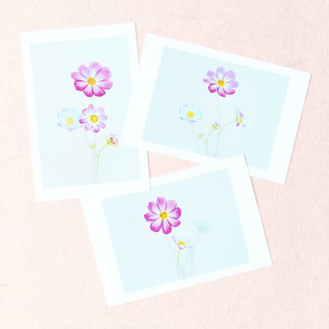 水彩画のような花のポストカード3枚セット〜コスモスA〜
