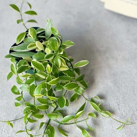 ディスキデア　エメラルド♡ハンギング　人気の観葉植物　斑入　寄せ植え　ネックレス