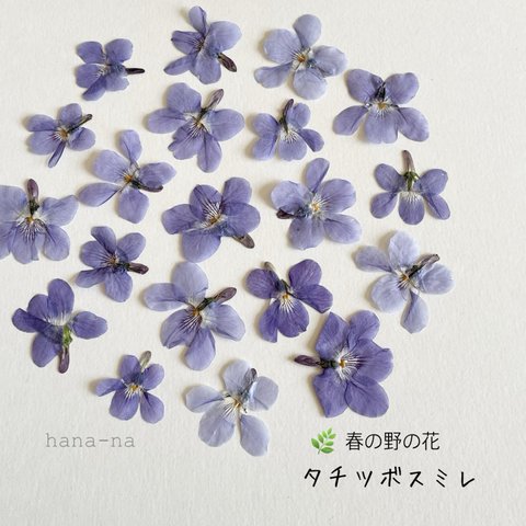 🌿春の野の花　タチツボスミレ 20 ＊ 押し花