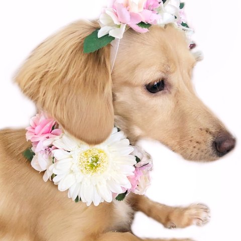 【送料無料】2点セット❁ ガーリー 犬 ペット アクセサリー ヘッドドレス 花冠 カチューシャ 飾り チョーカー 首輪 ピンク 白