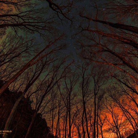 森の夕焼けと星空