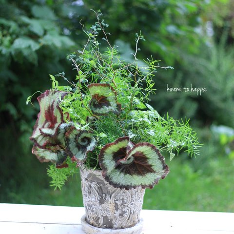 エスカルゴとソフォラの観葉植物ギャザリング寄せ植え