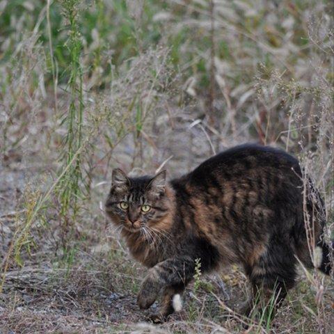 かわいい動物のポストカード・ネコ（４）