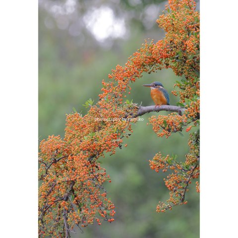 ポストカード"秋の小鳥たち" 4枚セット