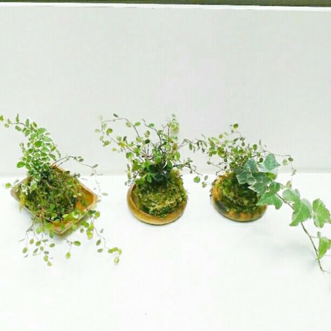 ワイヤープランツ寄せ植え天然苔玉★Springフェア