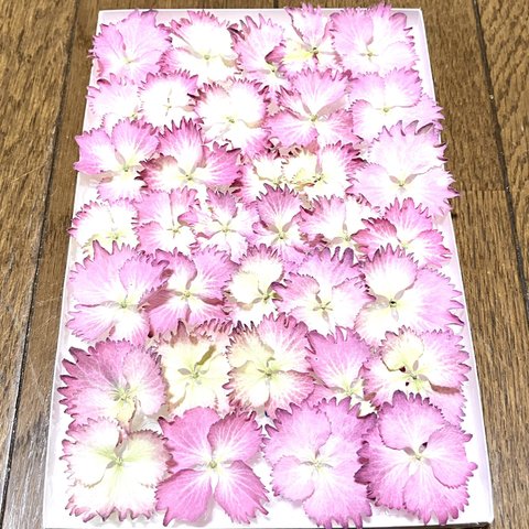 ⑥ macoronのお花畑で咲いた可愛いピンク紫陽花のドライフラワー‼️