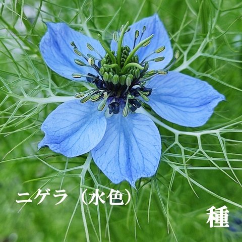 寒冷地向き　春まき花の種　ニゲラ一重咲き（水色）50粒　ドライフラワー　一年草