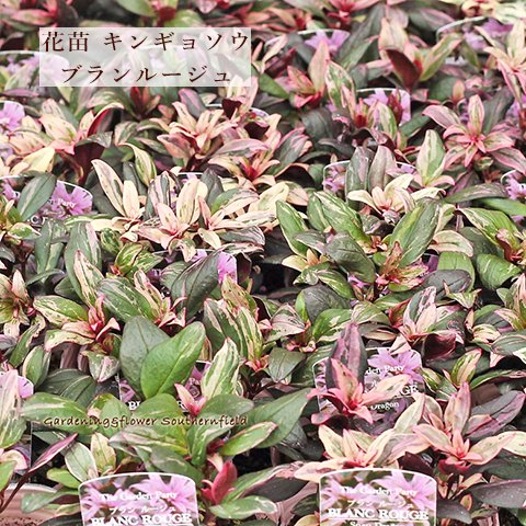 再入荷🌺草花苗 キンギョソウ 斑入り ブランルージュ 3号ポット 金魚草 多年草 カラーリーフ シック 花が咲く 四季咲き 育てやすい 庭植え 花壇 鉢 寄せ植え