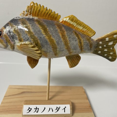 木彫りのお魚【タカノハダイ】