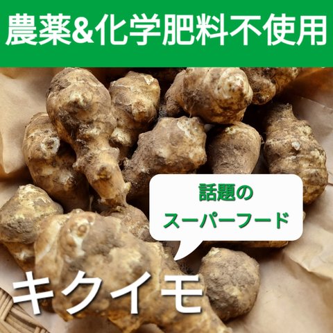 キクイモ《農薬・化学肥料不使用》生 土付き 長持ち 生 1kg 山梨県ホクト産 国産 掘りたて送ります 土付き長持ち スーパーフード 生でも火を通しても