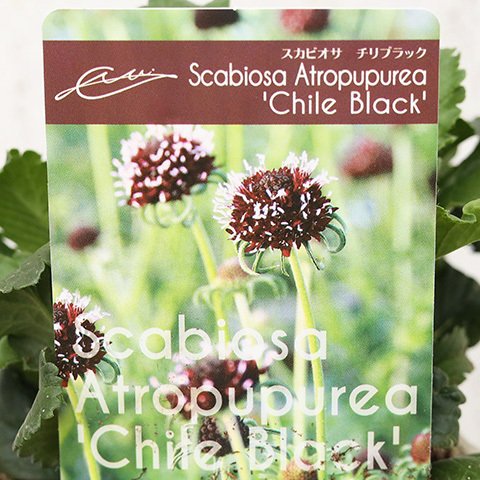 🌺花苗 スカビオサ チリブラック 3号 春 多年草 四季咲き ダークカラー シック 花 寄せ植え 鉢植え 花壇 庭