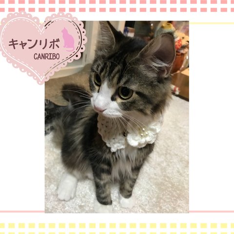 猫ちゃんのお写真🌸kikinenemom様