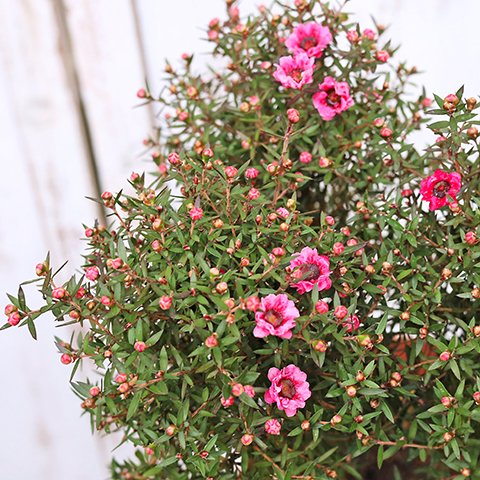 再入荷🌷花苗 八重咲き ギョリュウバイ 魚柳梅 ピンク スタンド仕立て 4号ポット 花壇 寄せ植え 庭 ガーデン 鉢植え かわいい