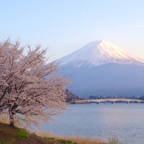 世界遺産 富士山 写真　さくらと富士山　A4又は2L版 額付き