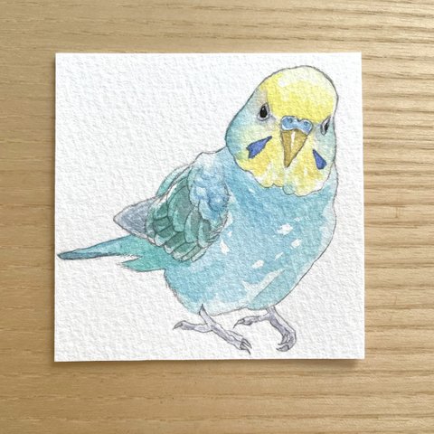 ミニ原画　セキセイインコ