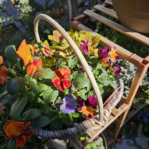 寄せ植え　Lサイズ　ご注文いただいてからお作り致します