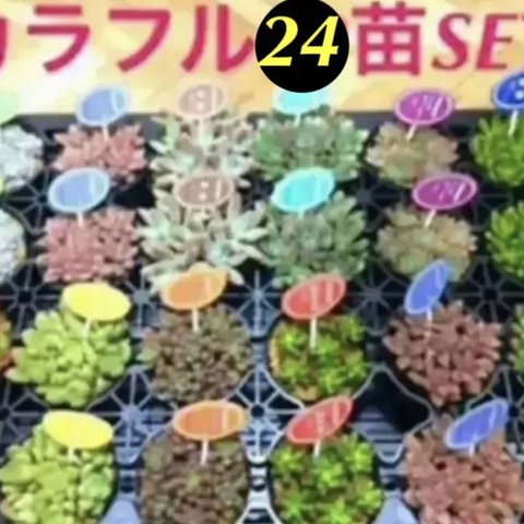 いつもの2倍‼️【✳️大人気の多肉植物24苗SET✳️+⑧月末までオマケ付き^ ^