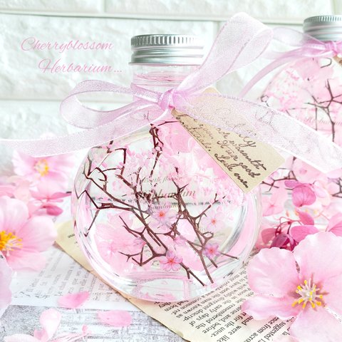 桜　ハーバリウム　₊✼̥*ˈ インテリア　プレゼント　ギフト　　春　贈り物　ハーバリウム　サクラ　桜　