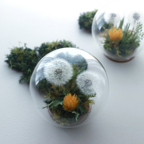 BotanicalGlassdome たんぽぽ B