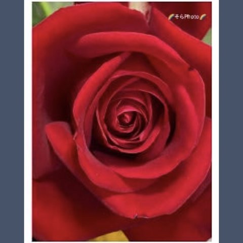 花:5  ポストカード ( 赤いバラ )