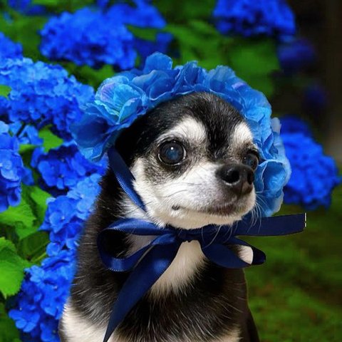 紫陽花 花冠 ネイビー ♡ 紫陽花アフロ カチューシャ ヘッドドレス 犬  猫 ペット 帽子 アジサイ かぶりもの 被り物 誕生日 うちの子記念日 花 冠 紺 バースデー