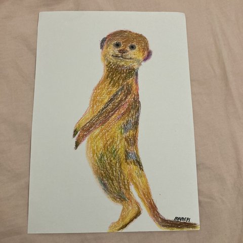 meerkat