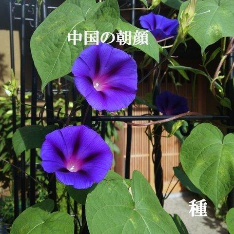 春まき花の種　「中国の朝顔」30粒　濃い青色の花が魅力　一年草