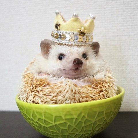 小動物向け♪kirakira crown･･･ミニクラウン　王冠　うさぎ　チンチラ　ハリネズミさんにも♪