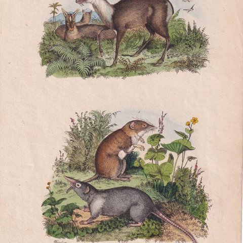 フランスアンティーク 博物画『哺乳類・齧歯科・ネズミ・植物　99　』 多色刷り銅板画