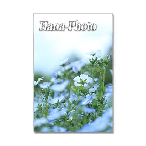 1351）花のある風景 1　ポストカード5枚組