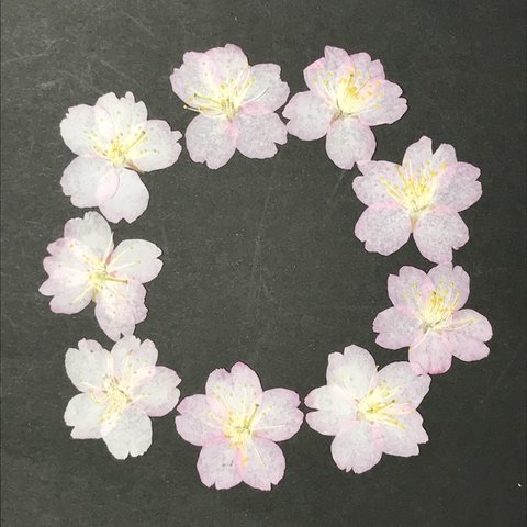 押し花：早咲き桜(2024年Ver.)