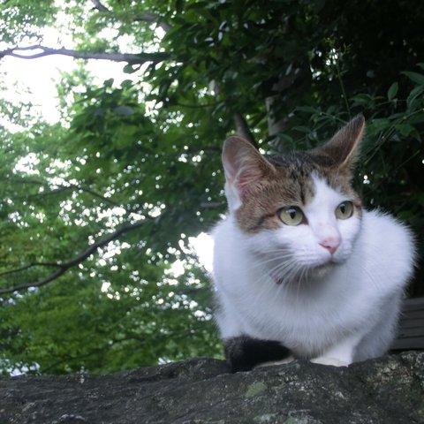 3枚セット　旅先で出会った猫たち