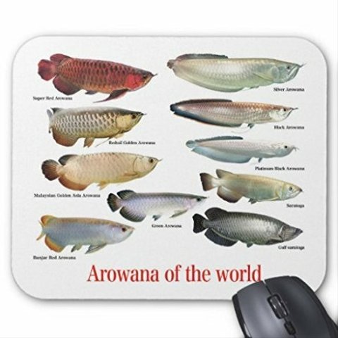 世界のアロワナのマウスパッド：フォトパッド（ 世界の熱帯魚シリーズ ）