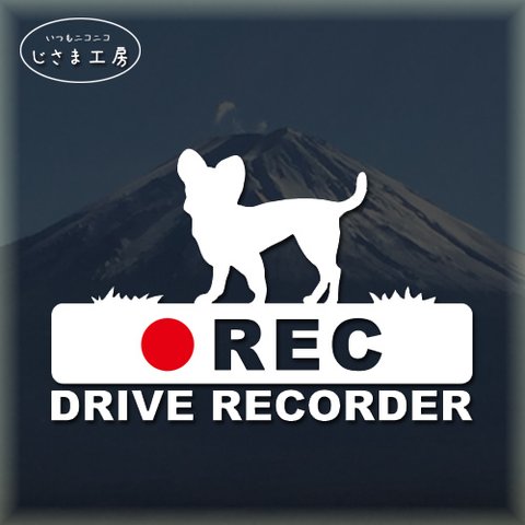 スムースチワワの白色シルエットステッカー‼後方注意‼『DRIVE　RECORDER』