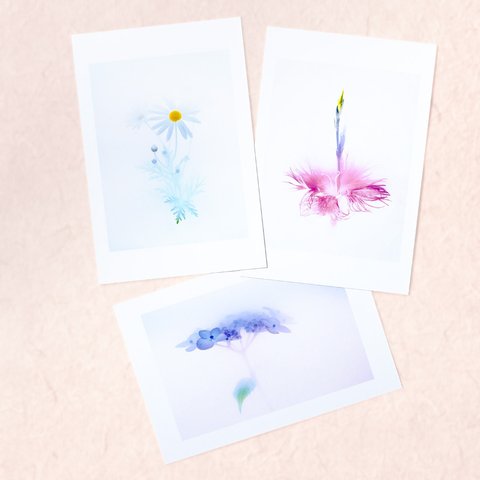 水彩画のような花のポストカード3枚セットH〜マーガレット・カワラナデシコ・アジサイ〜