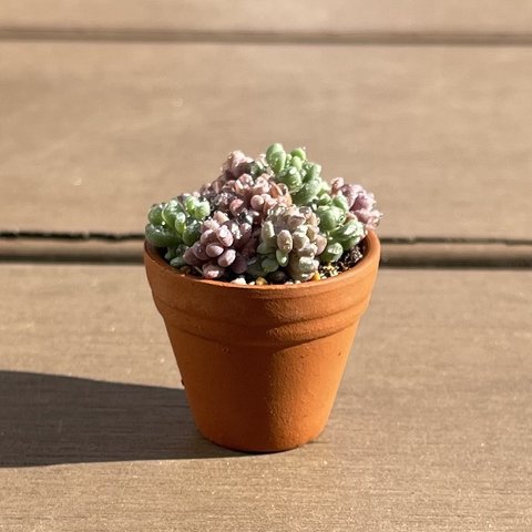 多肉植物 寄せ植え そのまま飾れる⋆͛*͛ ͙͛パープルヘイズᐝ·̩͙ミニ陶器鉢