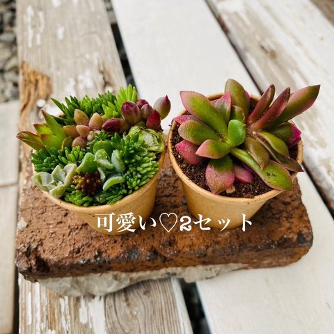 1点限り！お試し2セット多肉寄せ植え