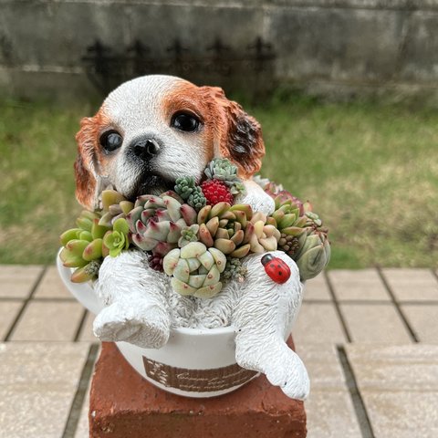 ★送料無料★♡そのまま飾れる♡コーヒーカップわんちゃん♬多肉植物寄せ植え╰(*´︶`*)╯♡