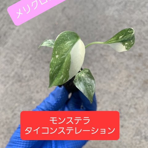 モンステラ　タイコンステレーション　観葉植物