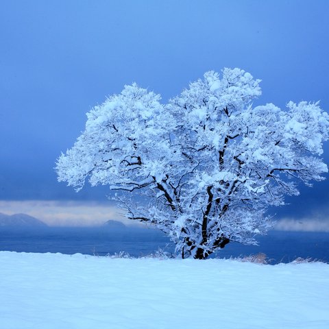 琵琶湖　雪の朝