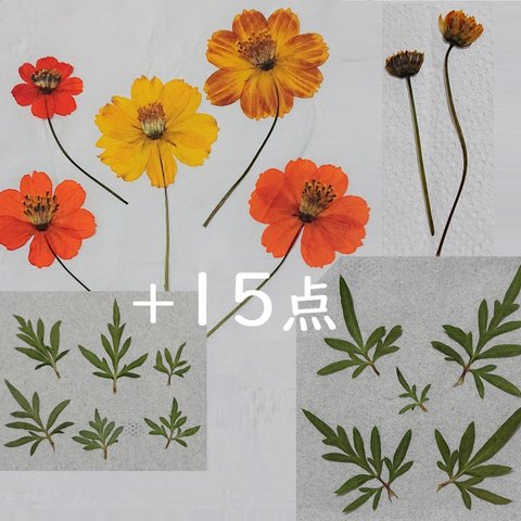 キバナコスモス 押し花 増量 花９＋蕾６＋葉18