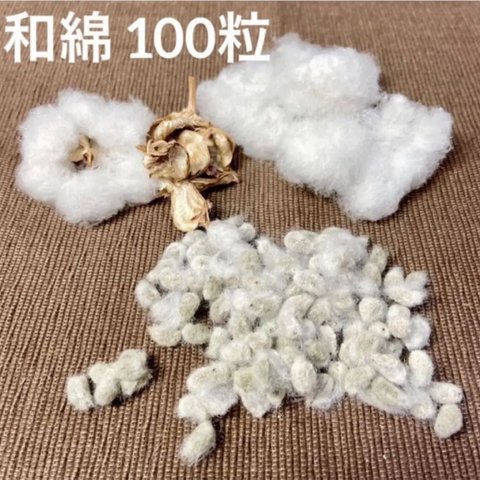 綿花の種 和綿の種100粒 白綿 ホワイトコット