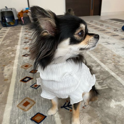 【ホワイト】犬服 フリル袖タンクトップ 春 夏 小型犬