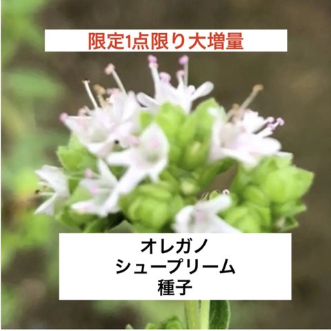【限定1点限り大増量】花の種 オレガノ シュープリーム 種子 ハーブ
