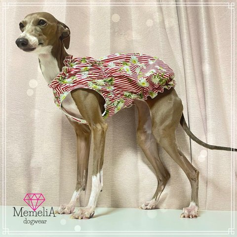 【ミニピン用犬服】くしゅくしゅ感がかわいい♡ストライプマーガレットのくしゅくしゅチュニック🌼【袖なしタンクトップ】