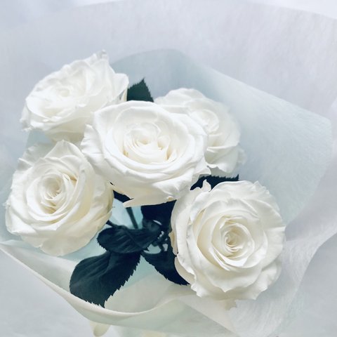 プリザーブドフラワー白い大輪の薔薇5本のふんわり花束ラッピング