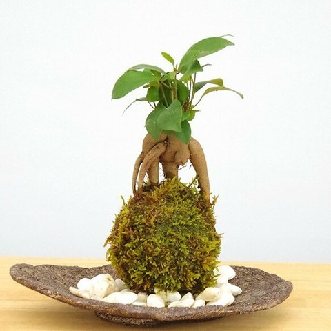 苔玉 盆栽 独特の樹形が人気【ガジュマルの苔玉・くらま岩器・敷石セット】