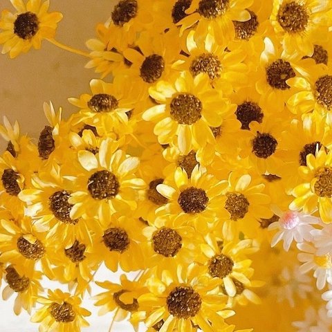 スターフラワー ミニひまわり加工🌻