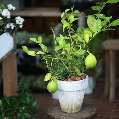 実付きのレモンとハーブの寄せ植え